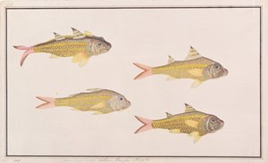 Goatfish, from Drawings of Fishes from Malacca, c.1805-18 by Chinese School